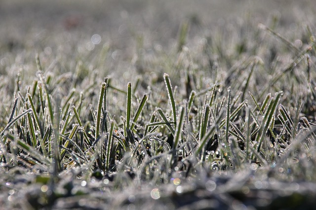 frost_gras