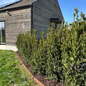 Cortenplåt som rabattkant som avskiljer material ifrån varandra. Lättskött trädgård med rabattkant av corten som rostar.