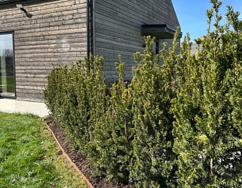 Cortenplåt som rabattkant som avskiljer material ifrån varandra. Lättskött trädgård med rabattkant av corten som rostar.