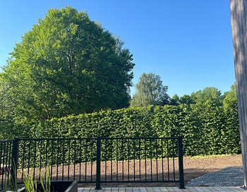 Hegn på en terrasse med buske bagved