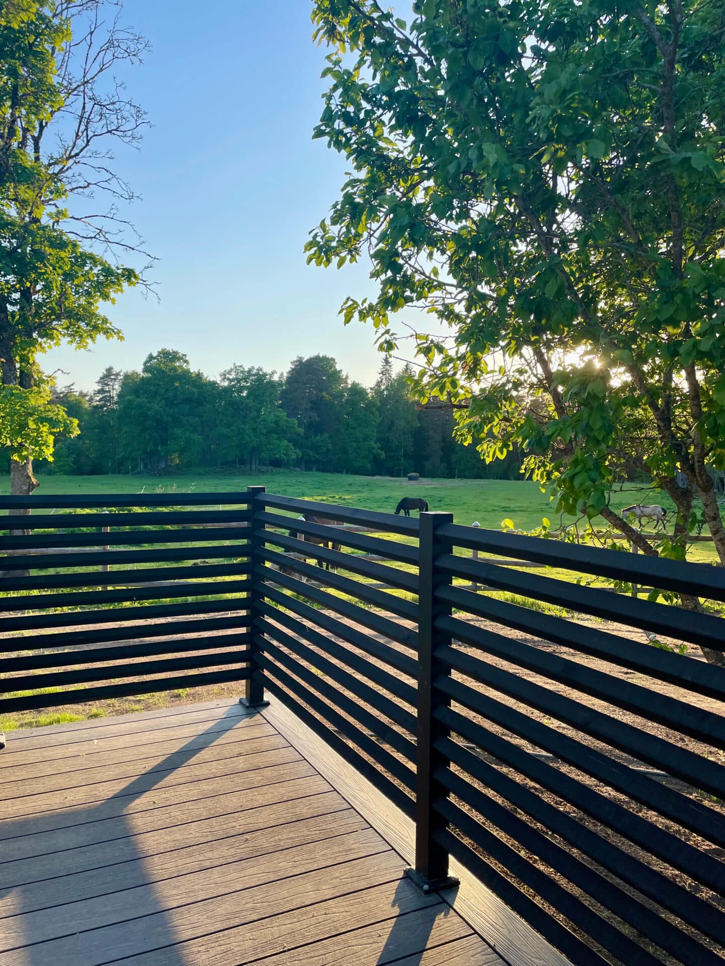 Helsort hegn Drømmer med heste i baggrunden.
