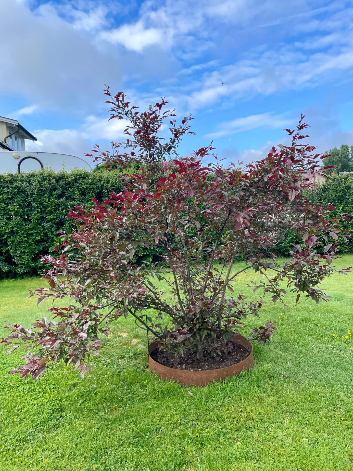 Trädring i corten runt buske.
