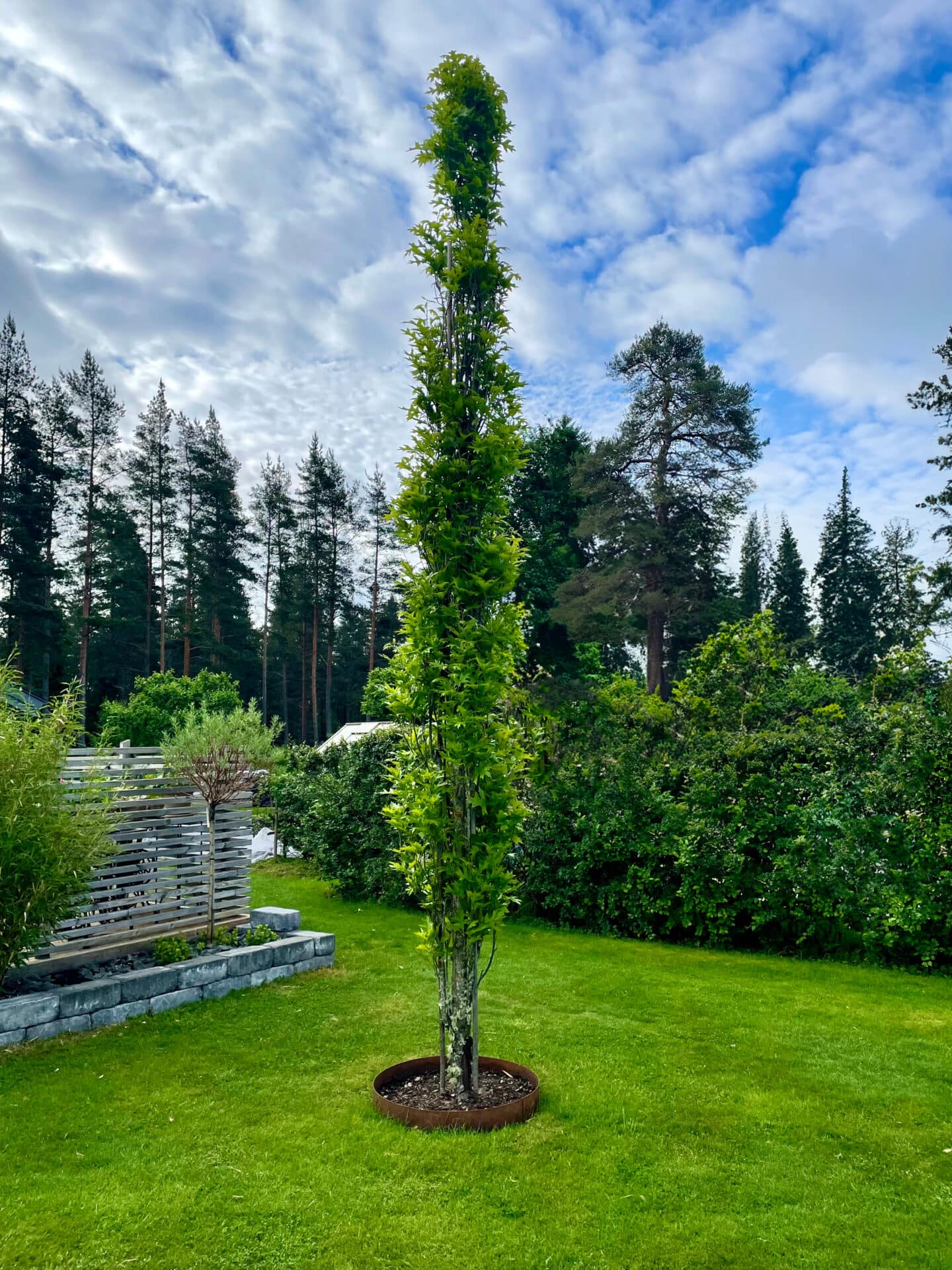 Låg trädring - Bild 2