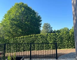 Hegn på en terrasse med buske bagved