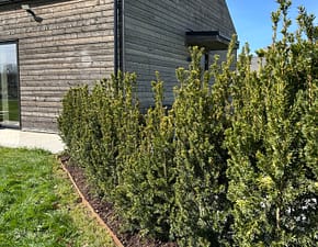 Cortenplåt som rabattkant som avskiljer material ifrån varandra. Lättskött trädgård med rabattkant av corten som rostar.