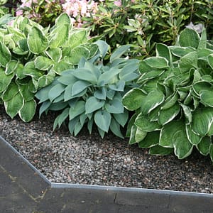 Galvad låg rabattkant mellan rabatt och stenplattor.