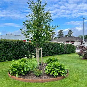 Planteringsring i corten runt träd och plantering.