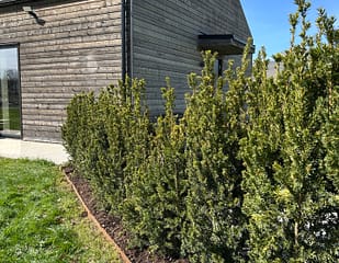 Cortenplåt som rabattkant som avskiljer material ifrån varandra. Lättskött trädgård med rabattkant av corten som rostar.