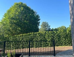 Hegn på en terrasse med buske bagved