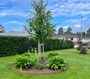Planteringsring i corten runt träd och plantering.